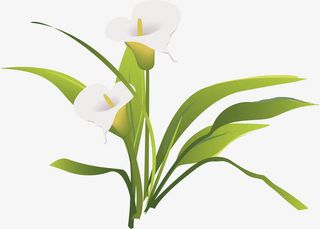 马蹄莲矢量图免抠