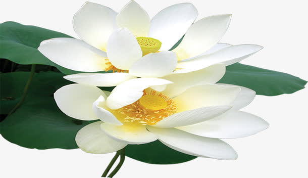 白色荷花盛开文房四宝免抠