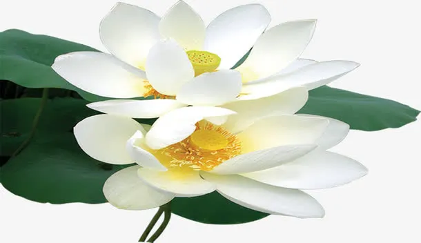 白色荷花盛开文房四宝免抠