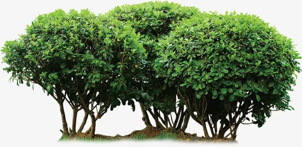 绿色小树丛免抠