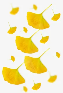 秋天的银杏叶4免抠