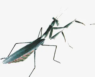 水墨画螳螂免抠