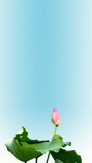 荷花H5背景高清