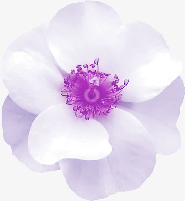 白色花朵免抠