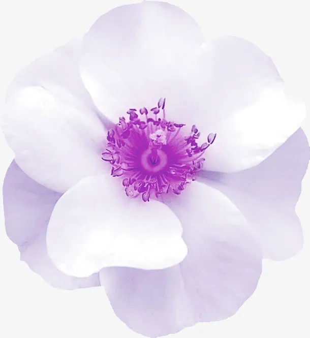 白色花朵免抠
