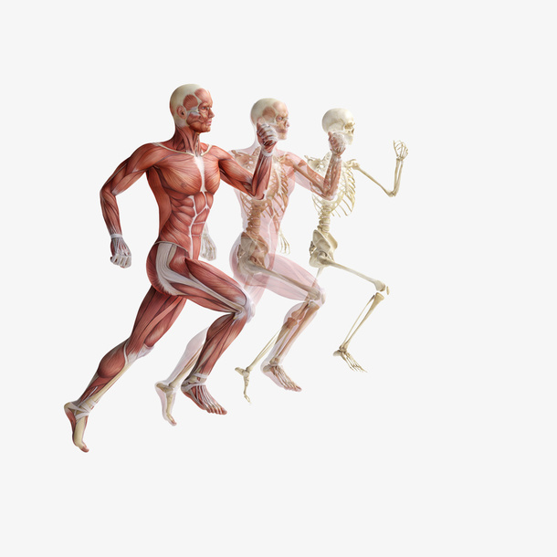 人体运动解刨图免抠