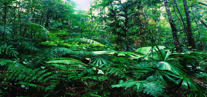 绿色树林植物背景高清