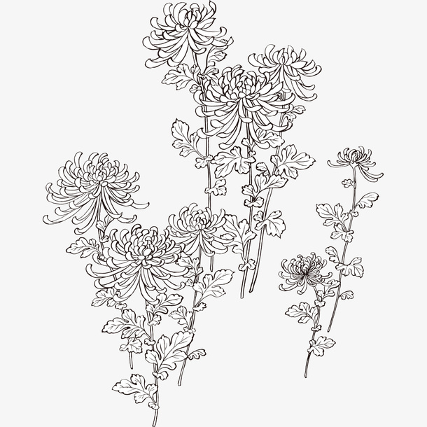 素描菊花免抠