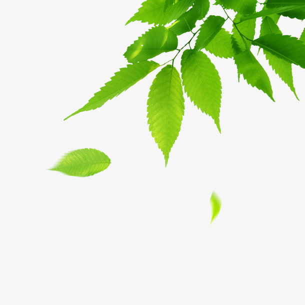 树叶免抠