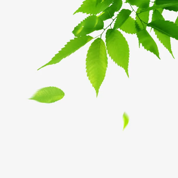 树叶免抠