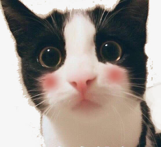 小猫脸红可爱表情免抠