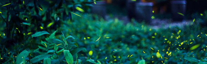 绿色叶子背景高清