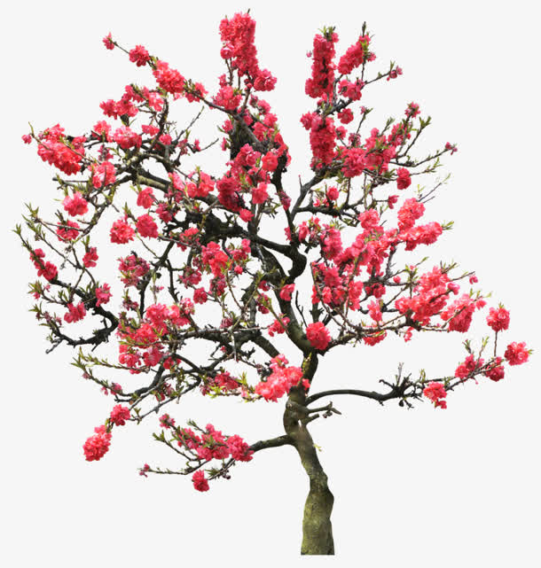 红色花朵  立面树png免抠