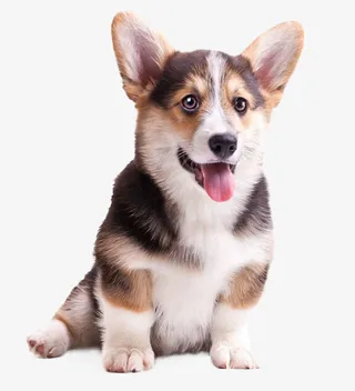 小狗萌宠免扣元素免抠