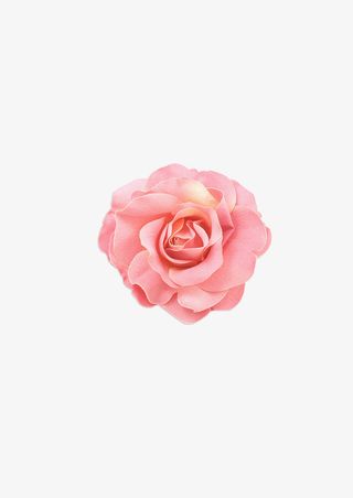 实物摄影一朵粉色月季花免抠