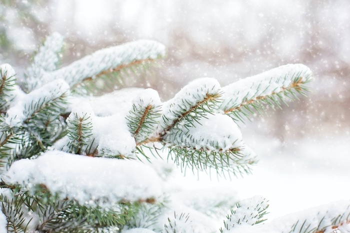下雪后积雪的树枝高清