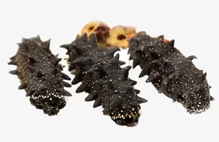 海参免扣素材免抠