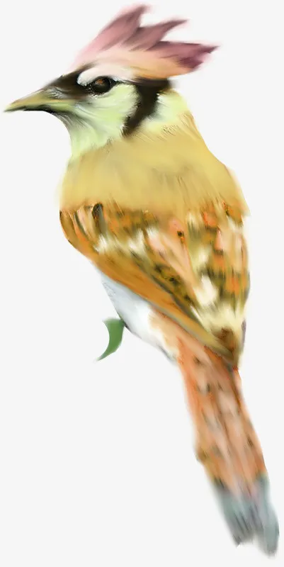 手绘八哥鸟免抠