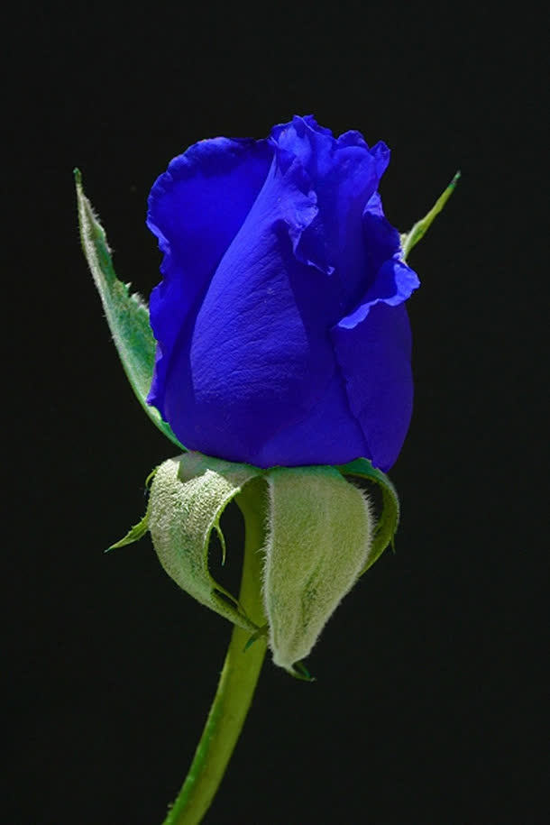 花卉蓝月亮玫瑰花免抠