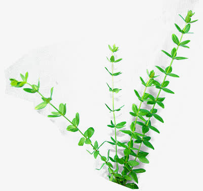 树枝免抠