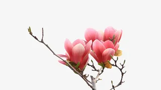 观赏红玉兰紫玉兰花儿免抠