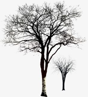 枯树 无叶免抠装饰植物元素