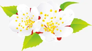 白色桃花盛开免抠