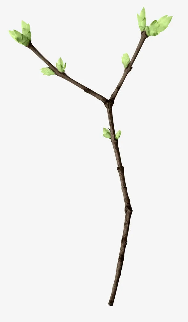 树枝免抠