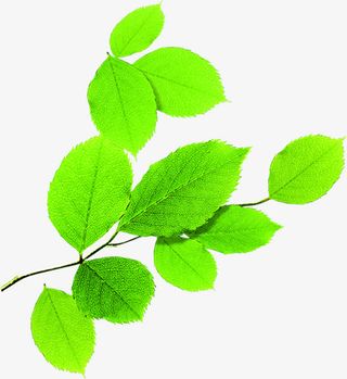 春天新品清新树叶水滴装饰免抠