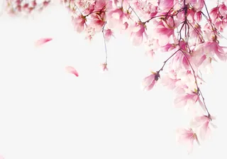 小清新花瓣元素免抠