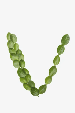 绿叶字母免抠素材免抠