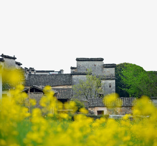 油菜花田中的青色徽州建筑免抠