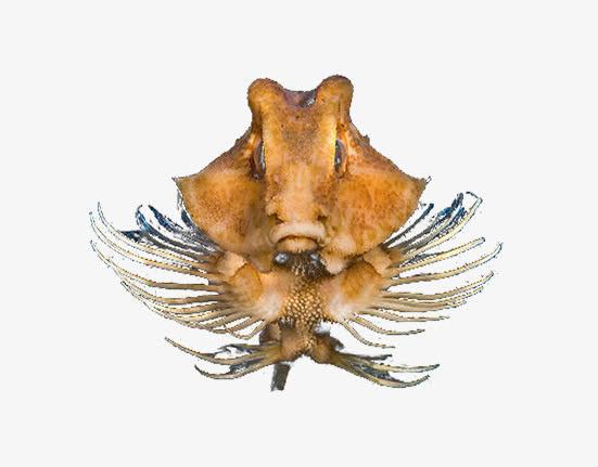 海底生物素材图片免抠
