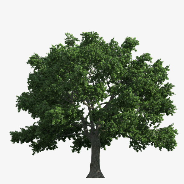 大树  树木 绿色 春天 树免抠