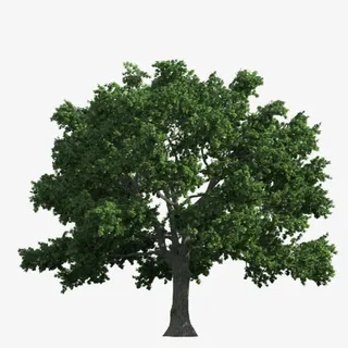 大树  树木 绿色 春天 树免抠