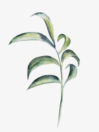 水墨水彩绿色树枝免抠