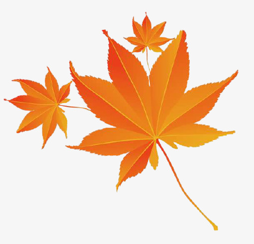 秋季的红枫叶免抠
