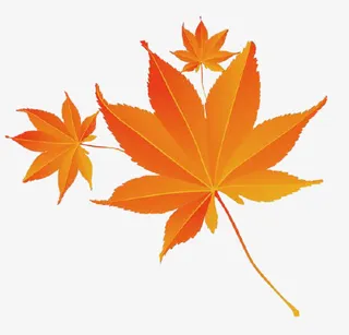 秋季的红枫叶免抠