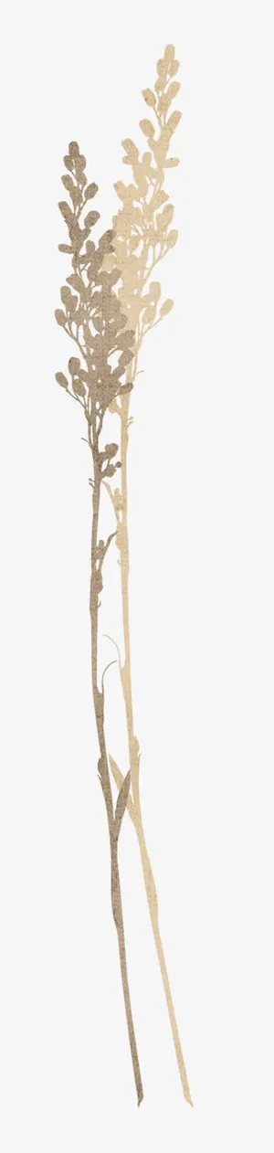 枝叶装饰素材免抠