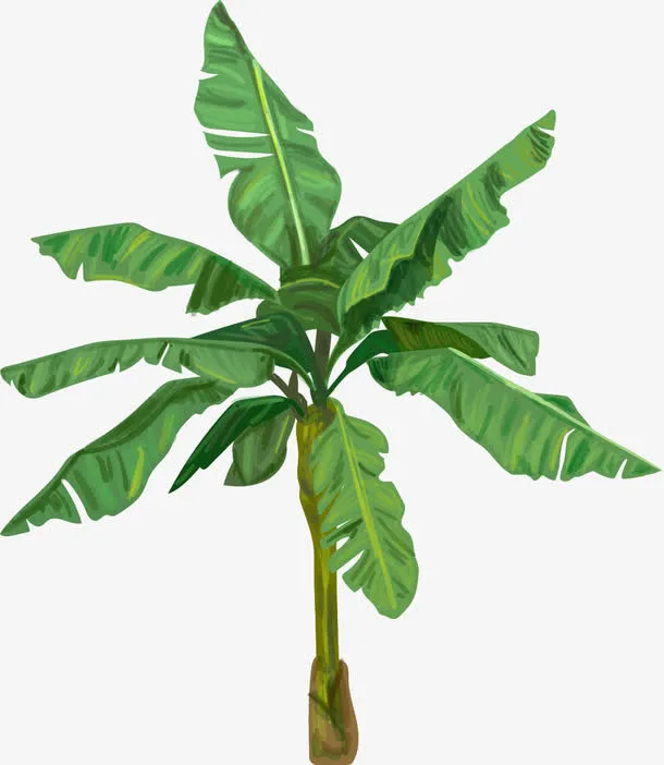 绿色植物装饰元素免抠