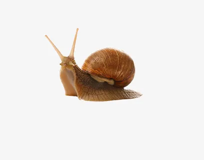 微生物蜗牛免抠 微生物蜗牛免抠