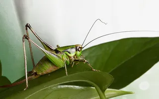 具有长触须的蝗虫高清摄影图片免抠