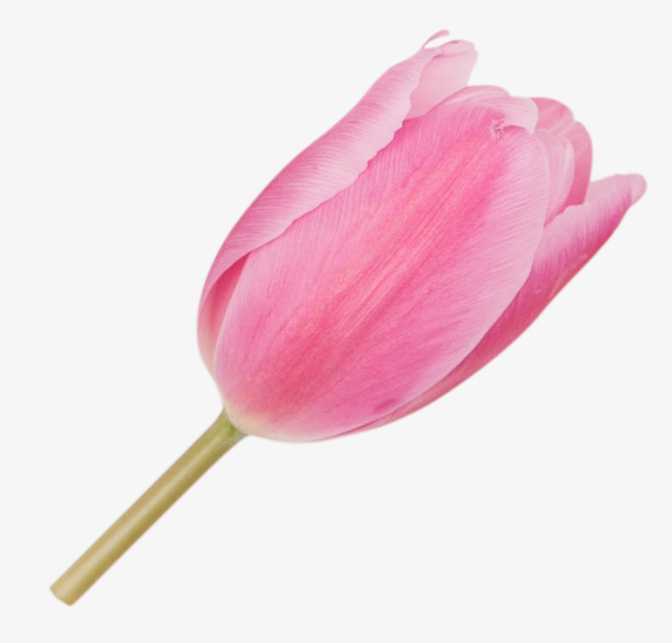 免抠粉红色装饰花苞免抠