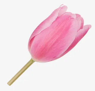 免抠粉红色装饰花苞免抠