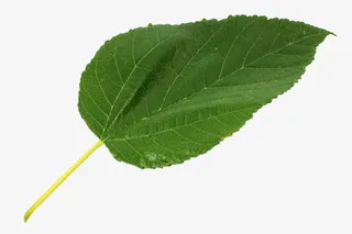 一片桑葚叶免抠