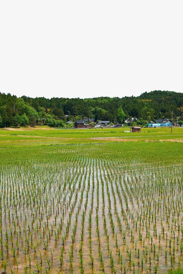 绿色农田免抠
