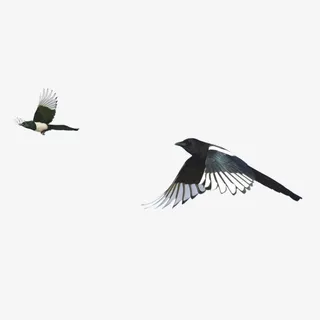 两只喜鹊免抠素材免抠