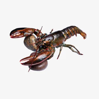 大龙虾广告设计素材免抠 大龙虾广告设计素材免抠