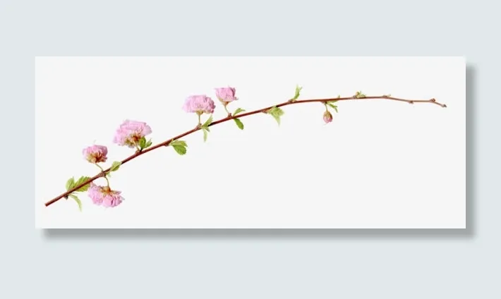粉红花枝免抠