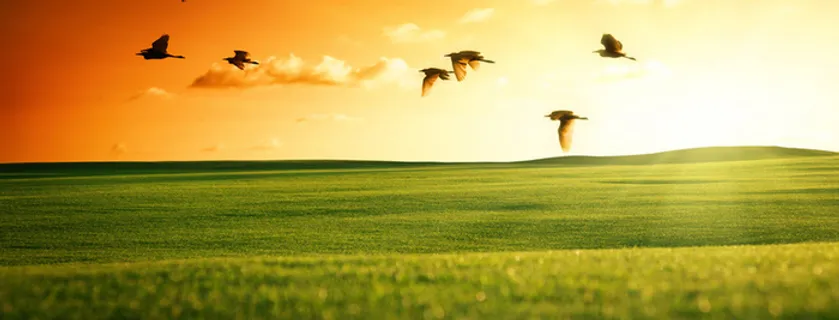 摄影麦田唯美背景高清